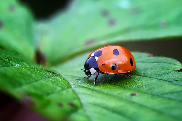 tutela della biodiversità forestale