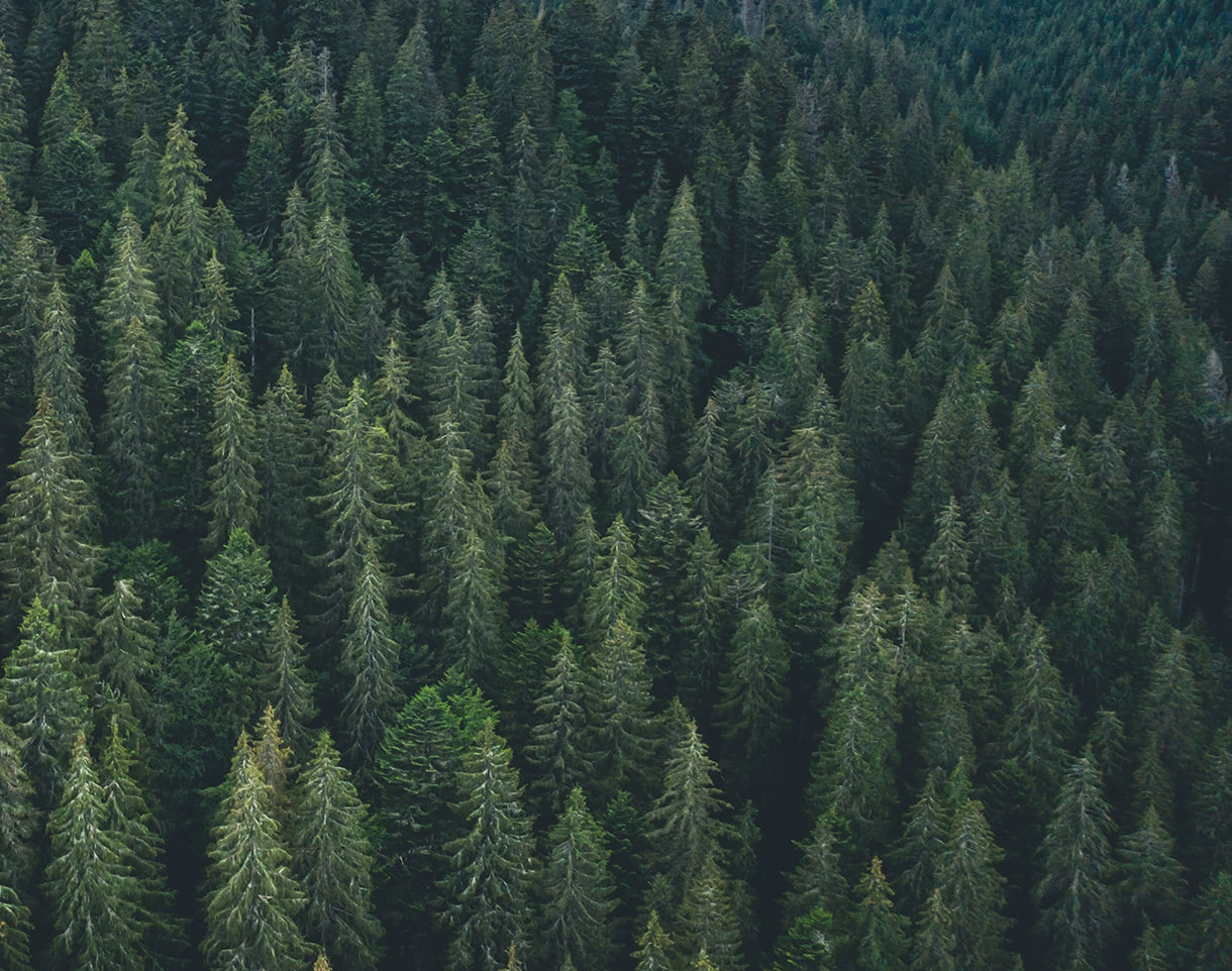 ForestaItalia