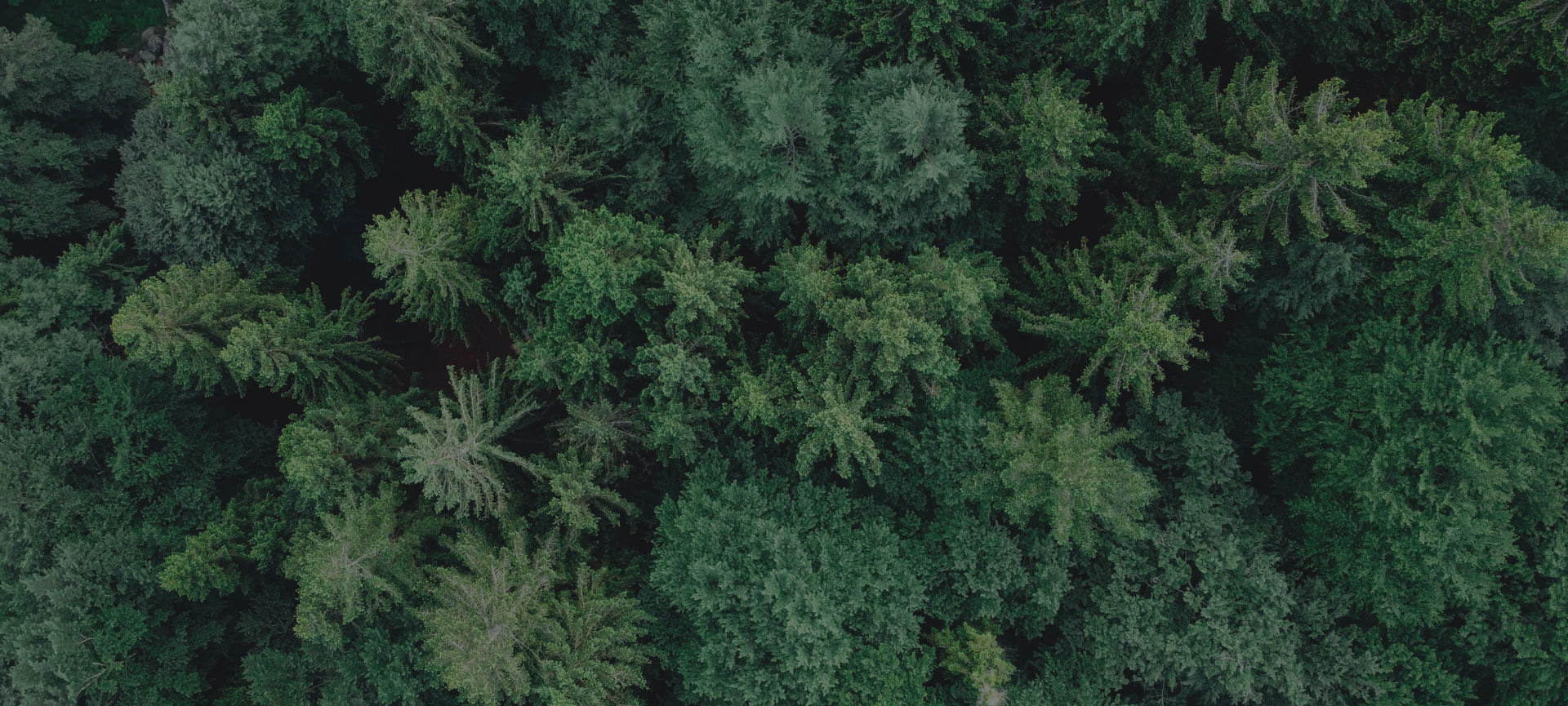ForestaItalia