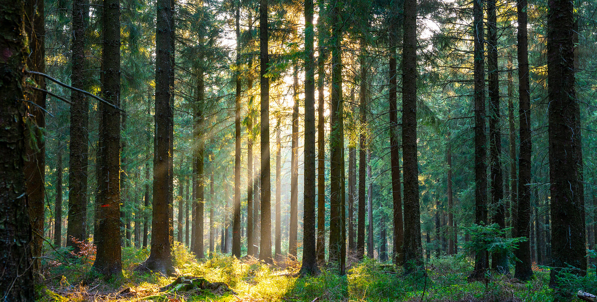 Crea una Foresta